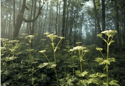 <strong>The cow parsnips in the foreground of the photo have adapted to:  </strong> A)shade B)long growing season C)cold temperatures D)dry conditions <div style=padding-top: 35px> 