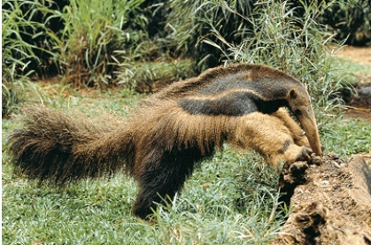 <strong>This photo illustrates:  </strong> A)mutation B)predation C)symbiosis D)disturbance <div style=padding-top: 35px> 