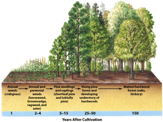 <strong>This illustration BEST shows:  </strong> A)primary succession B)secondary succession C)mutation D)disturbance <div style=padding-top: 35px> 