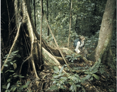 <strong>The biome shown in this picture is: </strong> A)mid-latitude deciduous forest B)needleleaf forest C)sclerophyll forest D)low-latitude rainforest