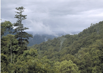 <strong>The biome shown in this picture is: </strong> A)needleleaf forest B)subtropical evergreen forest C)sclerophyll forest D)tundra