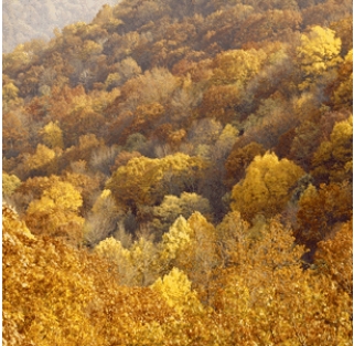 <strong>The biome shown in this picture is </strong> A)low-latitude rainforest B)monsoon forest C)mid-latitude deciduous forest D)needleleaf forest