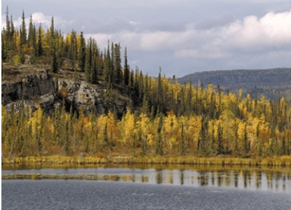 <strong>The biome shown in this picture is: </strong> A)needleleaf forest B)sclerophyll forest C)low-latitude rainforest D)tundra