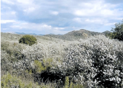 <strong>The biome shown in this picture is: </strong> A)needleleaf forest B)sclerophyll forest C)savanna D)tundra