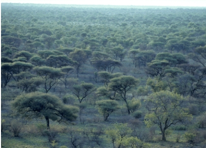 <strong>The biome shown in this picture is: </strong> A)sclerophyll forest B)grassland C)savanna D)tundra