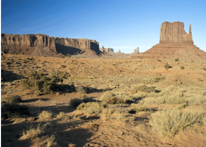 <strong>The biome shown in this picture is: </strong> A)tundra B)savanna C)grassland D)desert
