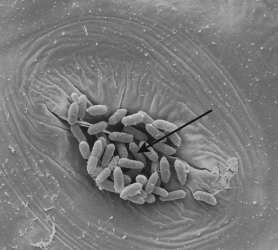 <strong>Based on the figure shown,the type of organism indicated with an arrow could be a </strong> A) virus. B) bacteria. C) macroscopic fungi. D) large ameba.