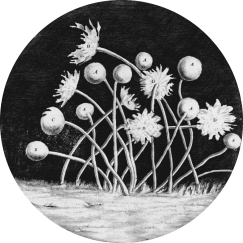 <strong>Based on the figure,the type of organism shown is a(n) </strong> A) virus. B) bacteria. C) archaea. D) eukaryote.