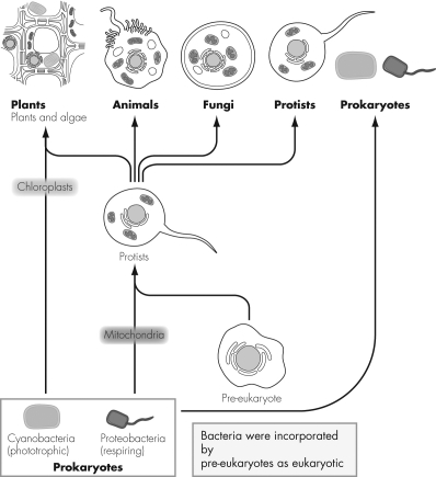 <strong>Consider the figure below.What does the arrow pointing from cyanobacteria to plants and algae indicate according to the endosymbiotic origin of eukaryotic cells? </strong> A) Cyanobacteria are the early evolutionary ancestors of plants and algae. B) Cyanobacteria merged together to form plants and algae. C) Cyanobacteria serve as a common source of energy for plants and algae. D) Cyanobacteria were internalized by early cells to form the chloroplast present in plants and algae.