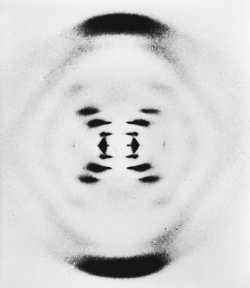 <strong>The X-ray diffraction pattern in the image seen here helped determine the structure of </strong> A) alanine. B) penicillin. C) vitamin B₁₂. D) deoxyribonucleic acid.