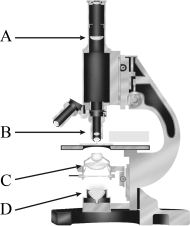 <strong>In the figure below,line B points to the microscope's </strong> A) ocular lens. B) objective. C) condenser. D) light source.
