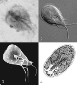 <strong>Which images display organelles? </strong> A) 1 and 2 B) 2 and 4 C) 1 and 3 D) 3 and 4