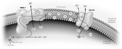 A bacterial electron transport system (ETS)is depicted.If the quinone pool were artificially depleted,what are the expected consequences?