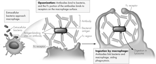 The figure below shows the process of opsonization.This process belongs to which type of immunity?