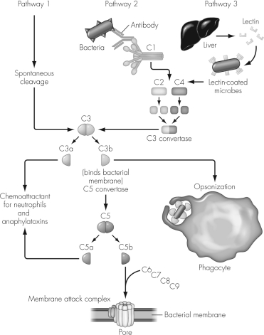 The figure below highlights the process of complement activation.The classical pathway can be activated in two ways: antibody-dependent binding and by