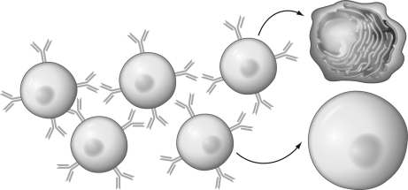 <strong>What step would have preceded the figure shown? </strong> A) The B cell would have recognized antigen bound to an antigen-presenting cell. B) The T cell would have recognized antigen bound to an antigen-presenting cell. C) The B cell would have gone through clonal expansion. D) The T cell would have differentiated into plasma cells.