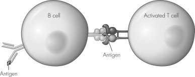 <strong>The figure shown illustrates clonal expansion of activated B cells.What are the two cell types produced by this cell line? </strong> A) plasma cells and memory B cells B) antigen-presenting cells and memory T cells C) activated T cells and plasma cells D) memory B cells and dendritic cells