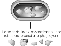 <strong>The figure shown illustrates a bacterial cell that </strong> A) acts as an antigen. B) is broken down into many antigens. C) is producing antibodies in response to antigens. D) has a single epitope.