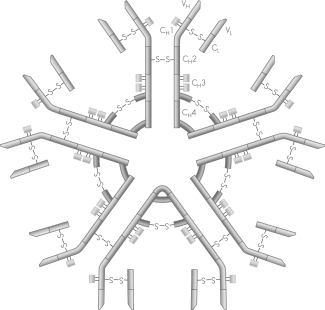 <strong>This figure shows the structure of an ________ antibody. </strong> A) IgG B) IgA C) IgM D) IgE