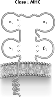 Antigen bound by the molecule shown would be recognized by ________ cells.  