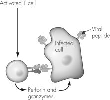 <strong>The molecule indicated on this illustration of the first signal during the activation of a cytotoxic T cell (TC)must be </strong> A) Class I MHC. B) Class II MHC. C) a CD8 molecule. D) a B7 protein.