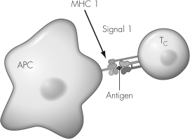 <strong>The cell indicated on this illustration has the surface molecule </strong> A) CD4. B) Class I MHC. C) Class II MHC. D) CD8.