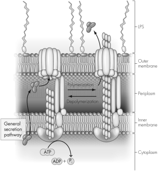 Refer to the figure below.The secretion system displayed mirrors that of a pilus.Which secretion system is this?