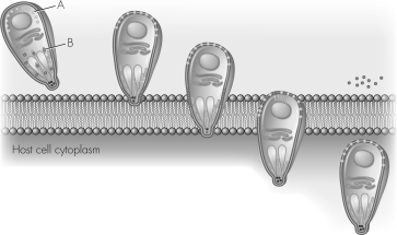 The structure labeled as A in the figure below is called a(n)