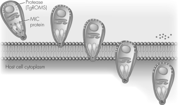 What is the purpose of the actin-myosin motor shown in the figure below?