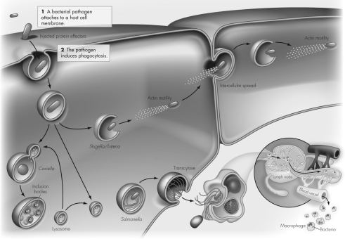 According to the figure below,which of the following is true about Coxiella?