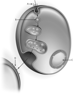 Inside this cell infected with chlamydia,which are considered replicating bodies?