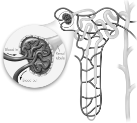 This figure shows a nephron.Please label the following on the figure and explain the steps involved in the production of urine. · Glomerulus · Bowman's capsule · Collecting duct · Blood capillaries
