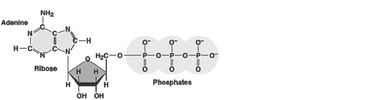 <strong> Figure 9.1 Refer to Figure 9.1. What characteristic of this molecule ATP) is responsible for its high energy level compared to AMP?</strong> A) the C-H bonds of the ribose sugar B) the phosphorus atoms in the phosphate groups C) the nitrogen atoms in adenine D) the closely spaced negative charges associated with the phosphate groups