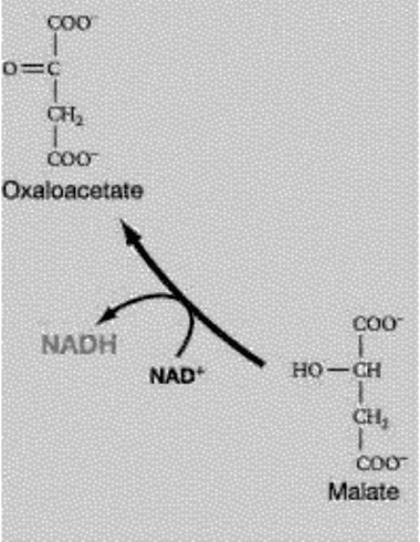 <strong> Figure 9.3 Refer to Figure 9.3. Which of these statements concerning the following reaction is true? Malate + NAD<sup>+</sup><sup> </sup>-oxaloacetate + NADH + H<sup>+</sup></strong> A) Malate is more oxidized than oxaloacetate. B) NAD+ is more reduced than NADH. C) Malate is more reduced than oxaloacetate. D) Oxaloacetate is more reduced than malate.