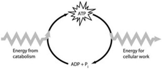 <strong>Use the figure below to answer the following questions). How do cells use the ATP cycle shown in the figure above?</strong> A) Cells use the cycle to recycle the energy released by ATP hydrolysis. B) Cells use the cycle to generate or consume water molecules as needed. C) Cells use the cycle to recycle ADP, phosphate, and the energy released by ATP hydrolysis. D) Cells use the cycle primarily to generate heat. E) Cells use the cycle to recycle ADP and phosphate.