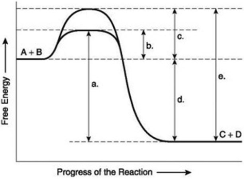 <strong>The following questions) are based on the reaction A + B -C + D shown in the figure provided. Which of the following terms best describes the forward reaction in the figure?</strong> A) endergonic, AG > 0 B) endergonic, AG < 0 C) exergonic, AG < 0 D) chemical equilibrium, AG = 0 E) exergonic, AG > 0