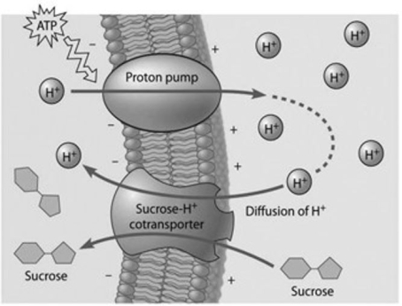 <strong>  Based on the figure provided, which of the following experimental treatments would increase the rate of sucrose transport into the cell?</strong> A) adding a substance that makes the membrane more permeable to hydrogen ions B) decreasing extracellular sucrose concentration C) decreasing cytoplasmic pH D) adding an inhibitor that blocks the regeneration of ATP E) decreasing extracellular pH <div style=padding-top: 35px> 