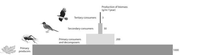 <strong> Figure 53.5 After looking at the figure above, what can be said about productivity in this ecosystem?</strong> A) Between 10 and 20% of the energy is lost at the next highest trophic level. B) Nothing can be said based on this information. C) Productivity increases with each trophic level. D) Between 80 and 90% of the energy is lost at the next highest trophic level.