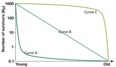 <strong>  Figure 51.3  -Looking at figure above, the white rhinoceros [more than 1000 kg 2200 lb)] is likely to exhibit which of the following?</strong> A) survivorship curve C and a LONG generation time. B) survivorship curve C and a SHORT generation time. C) survivorship curve A and a LONG generation time. D) survivorship curve B and a LONG generation time. E) survivorship curve A and a SHORT generation time. <div style=padding-top: 35px> 