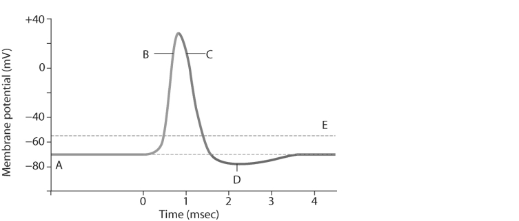 <strong> Figure 43.1 Which letter on Figure 43.1 corresponds to a large influx of Na<sup>+ </sup>ions into the cell?</strong> A) A B) B C) C D) D E) E