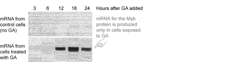 <strong>  Figure 37.3 Figure 37.3 is a Northern blot showing the expression of Myb mRNA in cultured aleurone layer cells that were treated with gibberellin versus control cells that were not treated with gibberellin. Only the gibberellin- treated cells expressed the Myb mRNA, but the Myb mRNA was not detectable until 6- 12 hours after gibberellin application. Why did it take so long?</strong> A) Gibberellin had to enter the cells and find the Myb gene among the large plant genome. B) Gibberellin had to bind to a receptor and initiate a signal transduction cascade that, in turn, had to activate a transcription factor that triggered the transcription of the Myb gene. C) Gibberellin had to diffuse into the aleurone layer cells and be metabolized in order to trigger activation of a transcription factor that triggered transcription of the Myb gene. <div style=padding-top: 35px> 