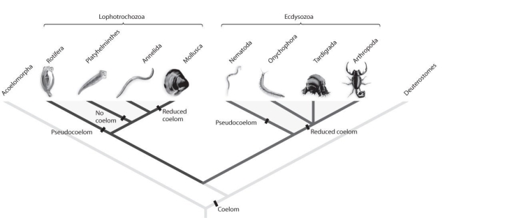 <strong>  Figure 31.1 Refer to Figure 31.1. Suppose new molecular analyses indicated that the phylum Annelida had diverged from the arthropod lineage after Onychophora and Tardigrada. What would this imply about protostome evolution?</strong> A) Segmentation evolved only once within protostomes. B) The annelid lineage gained and then lost the ability to molt. C) The annelid lineage gained and then lost jointed limbs. D) A and B E) A and C <div style=padding-top: 35px> 