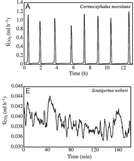 <strong>Use the following information when answering the corresponding questions). Many terrestrial arthropods exchange gases with their environments by using tracheae, tubes that lead from openings called spiracles) in the animal's exoskeleton or cuticle directly to the animal's tissues. Some arthropods can control whether their spir opened or closed; opening the spiracles allows the carbon dioxide produced in the tissues to travel down the tracheae and be released outside the animal. Klok et al. measured the carbon dioxide emitted over time represented by VCO<sub>2</sub>) by several species of centipedes. Figure 31.2 presents graphs of their results for two species, Cormocephalus morsitans and Scutigerina weberi. C. J. Klok, R. D. Mercer, and S. L. Chown. 2002. Discontinuous gas- exchange in centipedes and its convergent evolution in tracheated arthropods. Journal of Experimental Biology 205:1019- 29.) Copyright c) 2002, The Company of Biologists and the Journal of Experimental Biology.   Figure 31.2 How would a terrestrial centipede most likely benefit from the ability to close its spiracles?</strong> A) The centipede would not benefit at all. B) Closing spiracles would allow the centipede to move more quickly. C) Closing spiracles would allow the centipede to stay warmer. D) Closing spiracles would allow more oxygen from the environment to reach the centipede's tissues. E) Closing spiracles would allow the centipede to retain more moisture in its tissues. <div style=padding-top: 35px> 