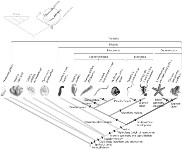 <strong> Figure 30.2 Which morphological trait evolved more than once in animals, according to the phylogeny based on DNA sequence data found in Figure 30.2 above?</strong> A) bilateral symmetry B) coelom C) protostome development D) segmentation E) tissue