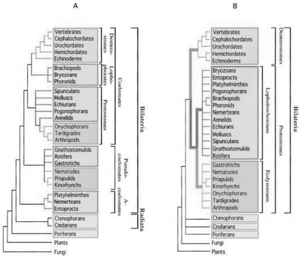<strong>Use Figure 30.3 and the following information when answering the next question. In a review paper published in 2000, Adoutte et al. examined some animal phylogenies generated by comparing the ribosoma rRNA) of animals from many different phyla. They then integrated these independently created phylogenies into one phylog best fit all the data. Figure 30.4 compares a traditional phylogeny based on morphological characteristics A) to the new molecular- based phylog described by Adoutte et al. B). Note that platyhelminthes, nemerteans, and entoprocts, which do not have coeloms and are classified as acoelomates in the morphological phylogeny, are reclassified as lophotrochozoans in the molecular phylogeny. Similarly, groups classified as pseudocoelomates in the morphological phylogeny are reclassified as either lophotrochozoans or ecdysozoans in the molecula phylogeny; other lophotrochozoans and ecdysozoans have coeloms. Copyright 2000 National Academy of Sciences, U.S.A. A. Adoutte, G. Balavoine, N. Lartillot, O. Lespinet, B. Prud'homme, and R. de Rosa. 2000. The new animal phylogeny. Proceedings of the National Academy of Science USA 979):4453- 56.) Figure 30.3 What does this reclassification based on molecular data imply about the evolution of acoelomates, pseudocoelomates, and coelomates?</strong> A) Pseudocoelomates can be seen as an intermediate stage between acoelomate and coelomate development. B) Some pseudocoelomates and acoelomates have evolved from coelomates. C) Although acoelomates and pseudocoelomates evolved only once, coelomates evolved multiple times in different lineages. D) Only the animals that evolved earliest are acoelomates.