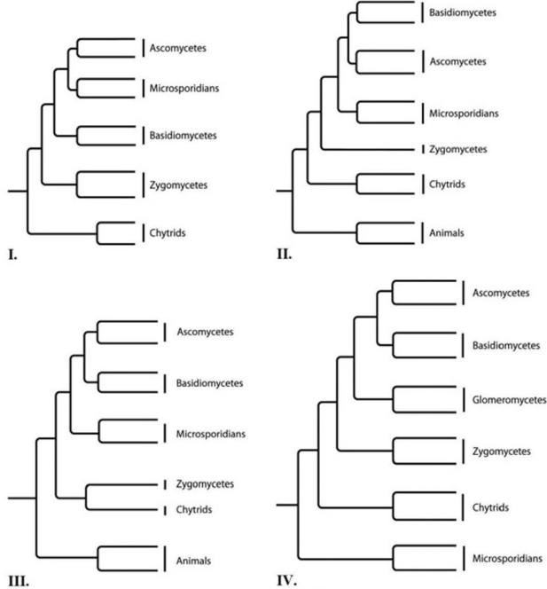 <strong>Which of the trees provided depicts the microsporidians as a sister group of the fungi, rather than as a fungus?  </strong> A) I B) II C) III D) IV <div style=padding-top: 35px> 