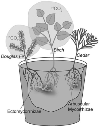 <strong>Use the following information when answering the corresponding questions). Suzanne Simard and colleagues knew that the same mycorrhizal fungal species could colonize multiple types of trees. They w if the same fungal individual would colonize different trees, forming an underground network that potentially could transpor and nutrients from one tree to another S. Simard et al. 1997. Net transfer of carbon between mycorrhizal tree species in the fi Nature 388:579- 82). Figure 29.2 illustrates the team's experimental setup. Pots containing seedlings of three different tree species were set up and grown under natural conditions for three years; two of the three species formed ectomycorrhizae Douglas fir, birch) and the other cedar) formed arbuscular mycorrhizae. For the experiment, the researchers placed airtight bags over the Douglas fir and birch seedlings; into each bag, they injected either carbon dioxide made from carbon- 13 or carbon- 14 <sup>13</sup>CO<sub>2 </sub>and <sup>14</sup>CO<sub>2</sub>, isotopes of carbon). As the seedlings photosynthesized, the radioactive carbon dioxide was converted into radioactively labelled sugars that could be tracked and measured by the researchers.   Figure 29.2 Referring to Simard et al. 1997), which design element is the control in this experiment and why?</strong> A) the cedar seedling, because it is not bagged B) the cedar seedling, because it forms arbuscular mycorrhizae C) the fact that all the seedlings are different species D) the bags over the seedlings to contain the different types of carbon dioxide <div style=padding-top: 35px> 