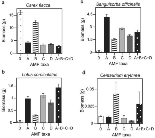 <strong>Use the following information when answering the corresponding questions). There is much discussion in the media about protecting biodiversity, but does it really matter? Canadian and Swiss researcher to know if the diversity of arbuscular mycorrhizal fungi AMF) was important to the productivity of grasslands M.G.A. van d Heijden, J. N. Klironomos, M. Ursic, P. Moutoglis, R. Streitwolf- Engel, T. Boler, A. Wiemken, and I. R. Sanders. 1998. Mycorrh fungal diversity determines plant biodiversity, ecosystem variability and productivity. Nature 396:69- 72). Specifically, they wanted to know if it mattered which specific AMF species were present, or just that some type of AMF was present. They grew various plants in combination with one of four AMF species, no AMF, or all four AMF species together; and they measured plant growth under each set of conditions. All plant species were grown in each plot, so they always competed with each other with the only difference being which AMF species were present. Use the graphs in Figure 31.4 to answer the questions that follow. Note that the x- axis labels indicate the number and identity of AMF species bar 0 = no fungi; bars A- D = individual AMF species; bar A+B+C+D = all AMF species together). The y- axis indicates the amount grams) of plant biomass for the species shown in italics above each graph.   Figure 29.4  -Which of the following best explains the data given in graph b) of Figure 29.4 about Lotus corniculatus?</strong> A) This plant grows best when AMF taxa A or C are present. B) This plant forms multiple AMF associations, growing best with increased fungal diversity. C) Mycorrhizal fungi parasitize the plant's roots when they are present, reducing its growth. D) Lotus corniculatus does not form mycorrhizal associations. <div style=padding-top: 35px> 