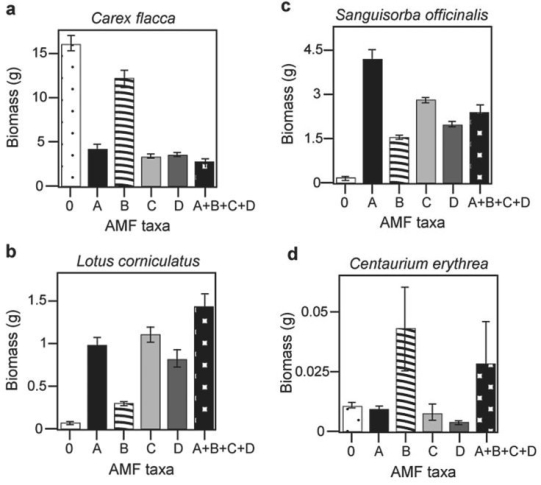 <strong>Use the graphs in Figures 29.4 and 29.5 and the following information when answering the corresponding questions. Canadian and Swiss researchers van der Heijden et al., 1998) interested in factors affecting biodiversity, grew a variety of gra plants in combination with one of four arbuscular mycorrhizal AMF) species, no AMF, or all four AMF species together; and measured plant growth under each set of conditions. All plant species were grown in each plot, so they always competed with each other with the only difference being which AMF were present. Use the graphs in Figure 31.5 to answer the questions that follow. Note that the x- axis labels indicate the number and identity of AMF species bar 0 = no fungi; bars A- D = individual AMF species; bar A+B+C+D = all AMF species together). The y- axis indicates the amount grams) of plant biomass for the species shown in italics above each graph. Graph e) is the total biomass grams) of all 11 plant species combined; graph f) is the biomass of Bromus erectus plants only, separated from the total.   Figure 29.4   Figure 29.5 Using grams of biomass as an indicator of abundance, which species is most likely the dominant species in this ecosystem see Figure 29.5)?</strong> A) Centaurium erythrea B) Sanguisorba officinalis C) Carax flacca D) Bromus erectus <div style=padding-top: 35px> 