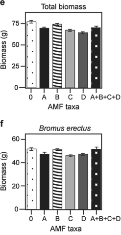 <strong>  Figure 29.5  -Based on graphs e) and f) in Figure 29.5, which is the most well- supported prediction for the effect on total plant biomass if AMF diversity were increased to eight species?</strong> A) Rare species would produce more biomass compared to the case when fewer AMF are present. B) Total biomass for eight species would double in comparison to that for four species. C) No effect is predicted, because the dominant species is non- mycorrhizal. D) No effect is predicted, because the dominant species is unaffected by AMF diversity. <div style=padding-top: 35px> 
